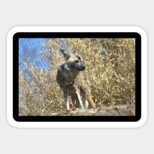 African Wild Dog Sticker